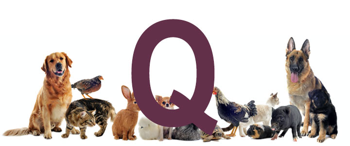 Djurnamn på Q