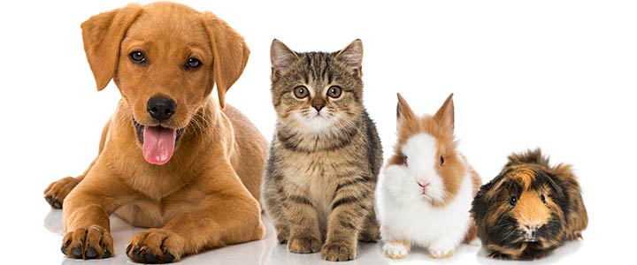 Hitta ett djurnamn för ditt husdjur - djur