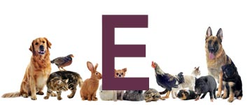 Djur på e - Djur som börjar på e | Hitta ett djurnamn 2024