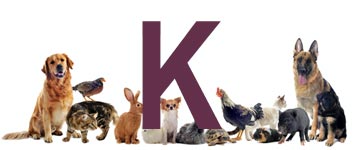 Djur på k - Djur som börjar på k | Hitta ett djurnamn 2024