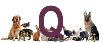 Djurnamn på Q