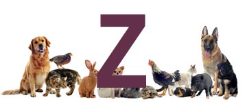Djurnamn på Z