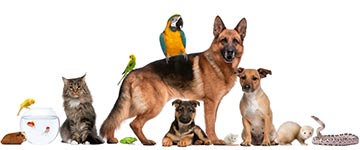 djurnamn - Läs om namns betydelse 