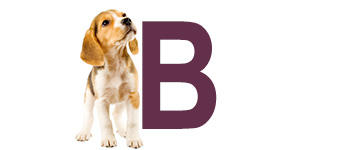 Hundnamn på B - Hundnamn börjar på B | Hitta ett djurnamn 2024