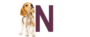 Hundnamn på N - Hundnamn börjar på N | Hitta ett djurnamn 2024