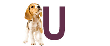 Hundnamn på U - Hundnamn börjar på U | Hitta ett djurnamn 2024