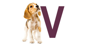 Hundnamn på V - Hundnamn börjar på V | Hitta ett djurnamn 2024