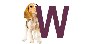 Hundnamn på W - Hundnamn börjar på W | Hitta ett djurnamn 2024