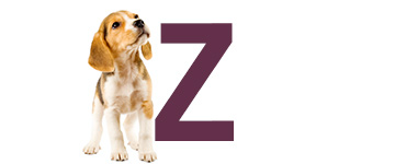 Hundnamn på Z - Hundnamn börjar på Z | Hitta ett djurnamn 2024