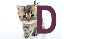 Kattnamn som slutar på D | Hitta ett djurnamn 2024