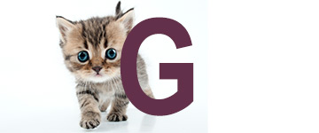 Kattnamn som slutar på G | Hitta ett djurnamn 2024
