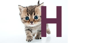 Kattnamn på H | Hitta ett djurnamn, kattnamn hon och han 2024