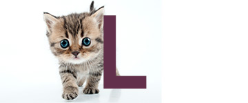 Kattnamn som slutar på L | Hitta ett djurnamn 2024