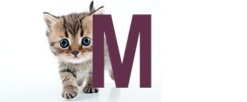 Kattnamn på M | Hitta ett djurnamn, kattnamn hon och han 2024