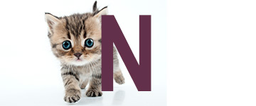 Kattnamn på N | Hitta ett djurnamn, kattnamn hon och han 2024