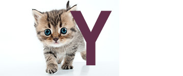 Kattnamn på Y | Hitta ett djurnamn, kattnamn hon och han 2024